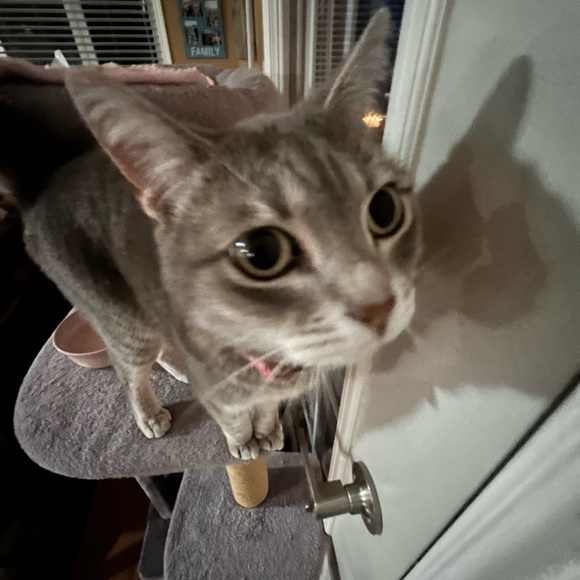 Meet your Posher, Madelaine - Picture 15 of 15